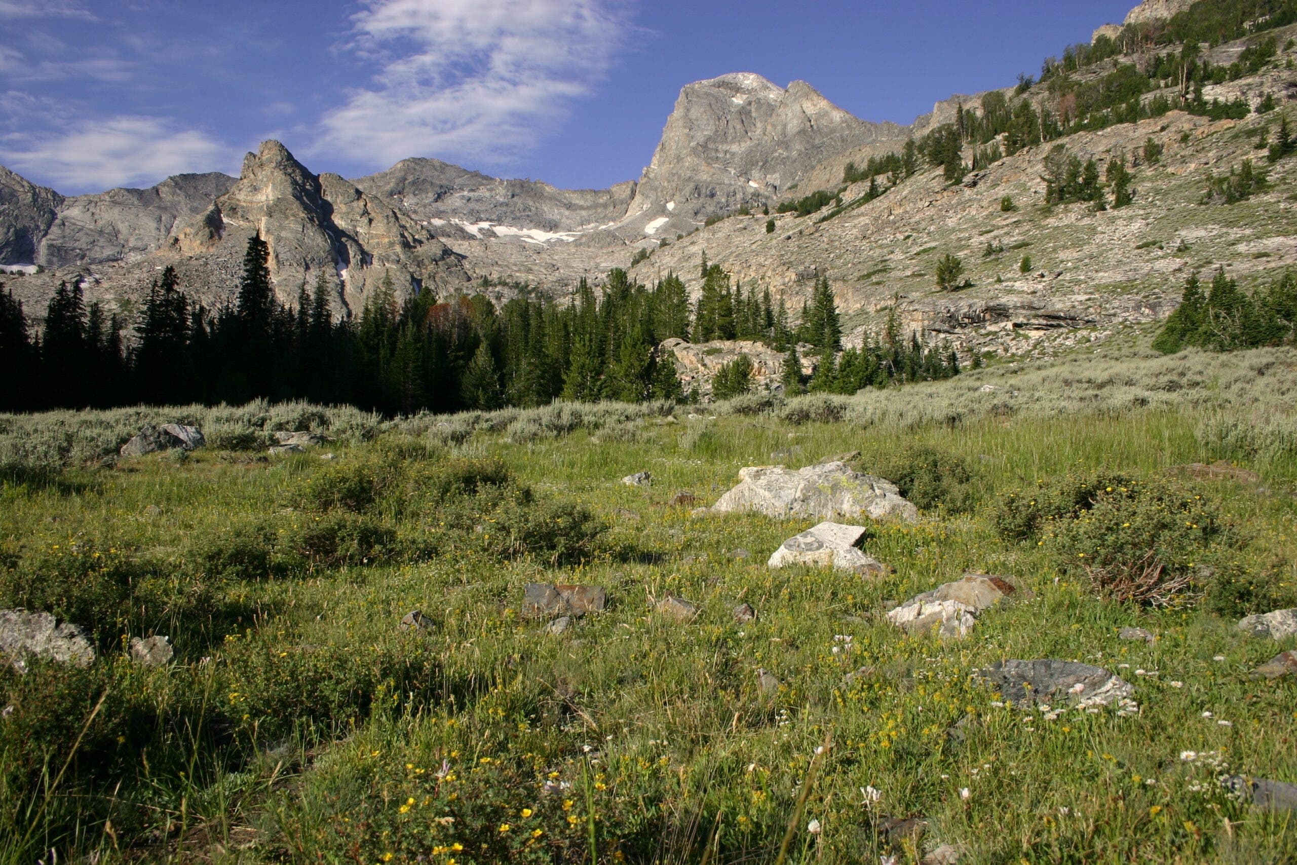 a narrow dirt trail passes through a grassy meadow with some scattered fir trees. In the distance is a large peak with sheer gray cliffs and some snowfields near the top.