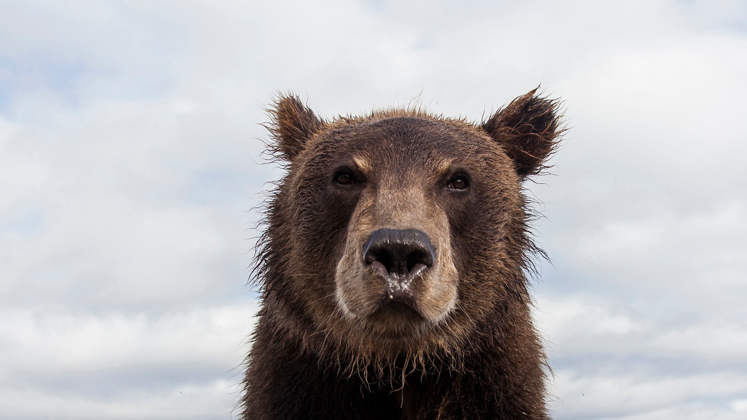 Touched By A Grizzly