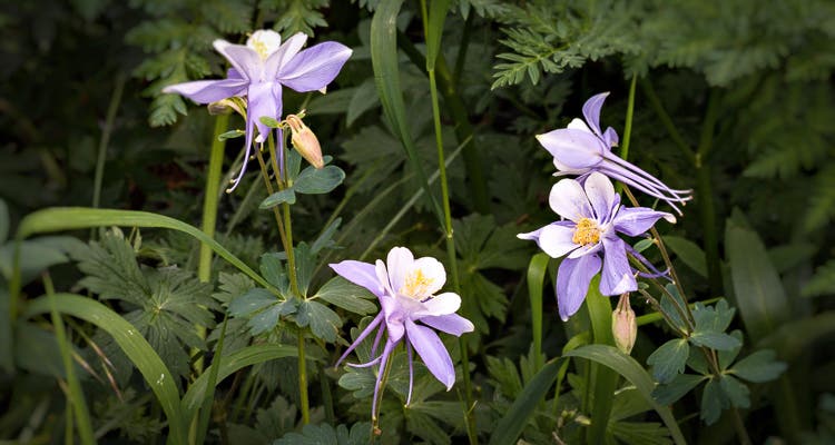 Blue Lakes Trail: Wildflowers blue lakes trail