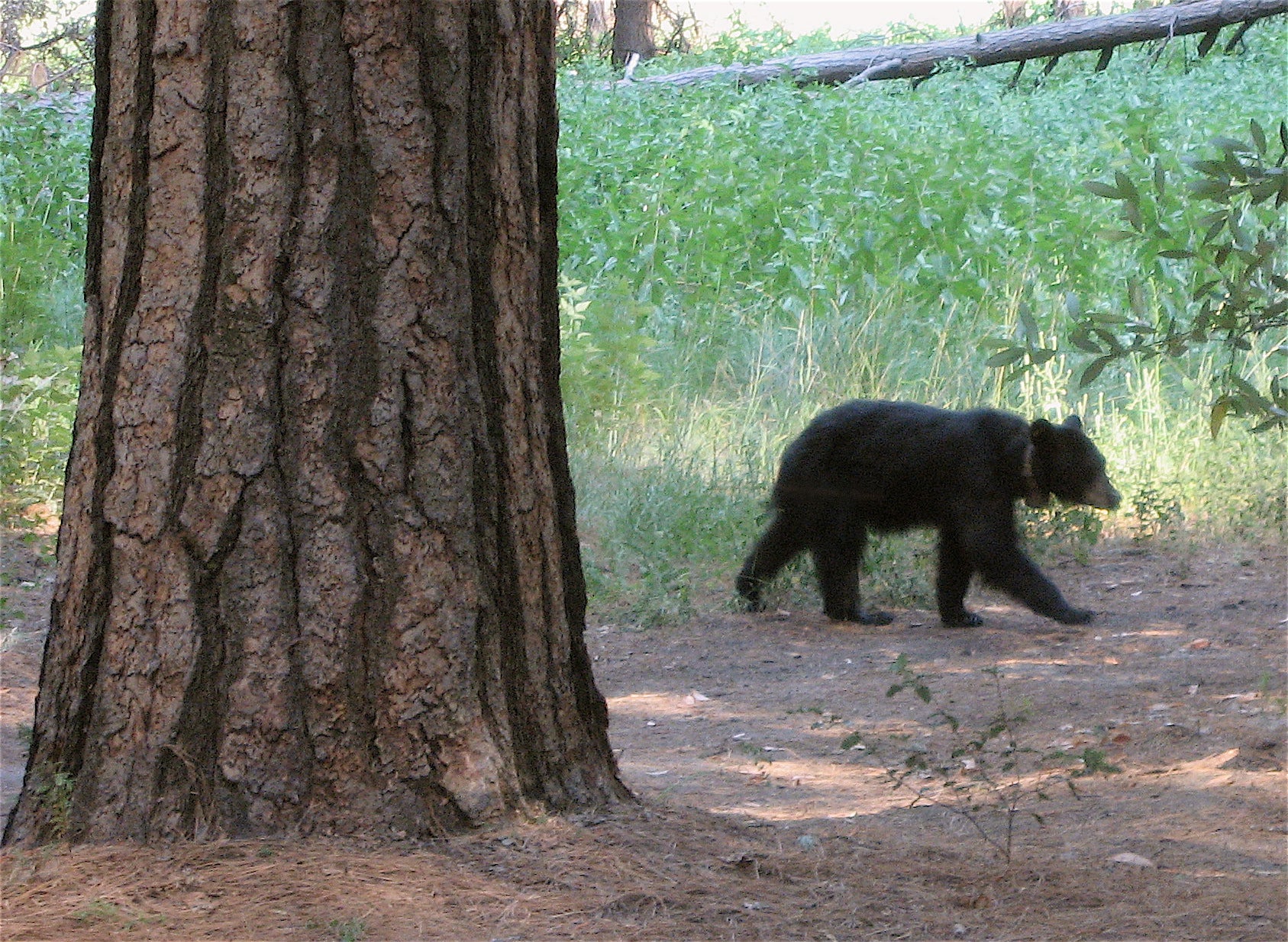 Bear in mind: a guide to Bears tailgating