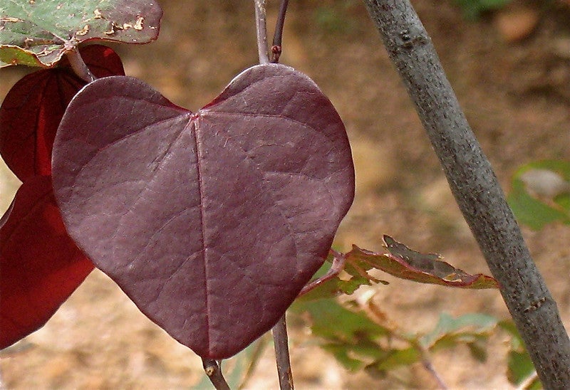 "heart leaf"
