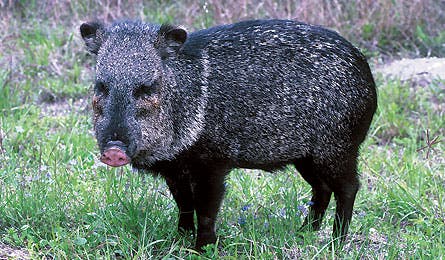 Javelina 1207 445x260.jpg 9808 Backpacker_Magazine_Javelina