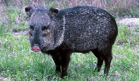 Javelina 1207 445x260.jpg 9808 Backpacker_Magazine_Javelina