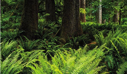 "Backpacker_Magazine_Olympic_National_Park,"