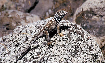 MojaveBlackCollardLizard 1207 445x260.jpg 9807 Backpacker_Magazine_Mojave_Black_Collared_Lizard