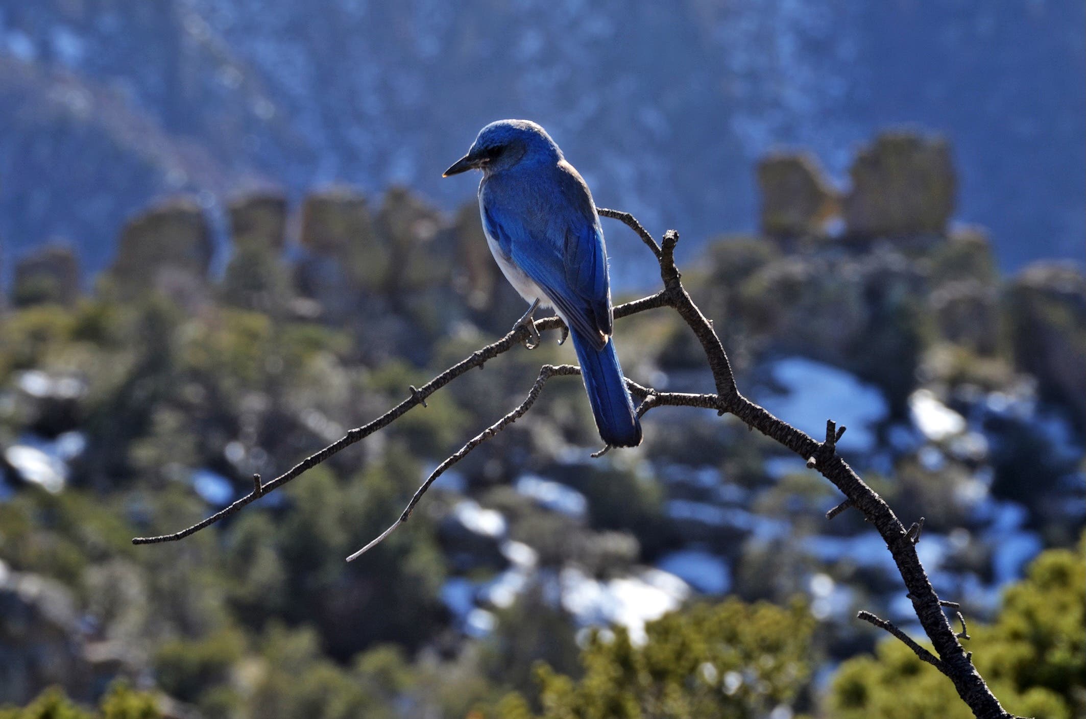 The Mexican Jay is one of several bird species in the Sky Islands.
