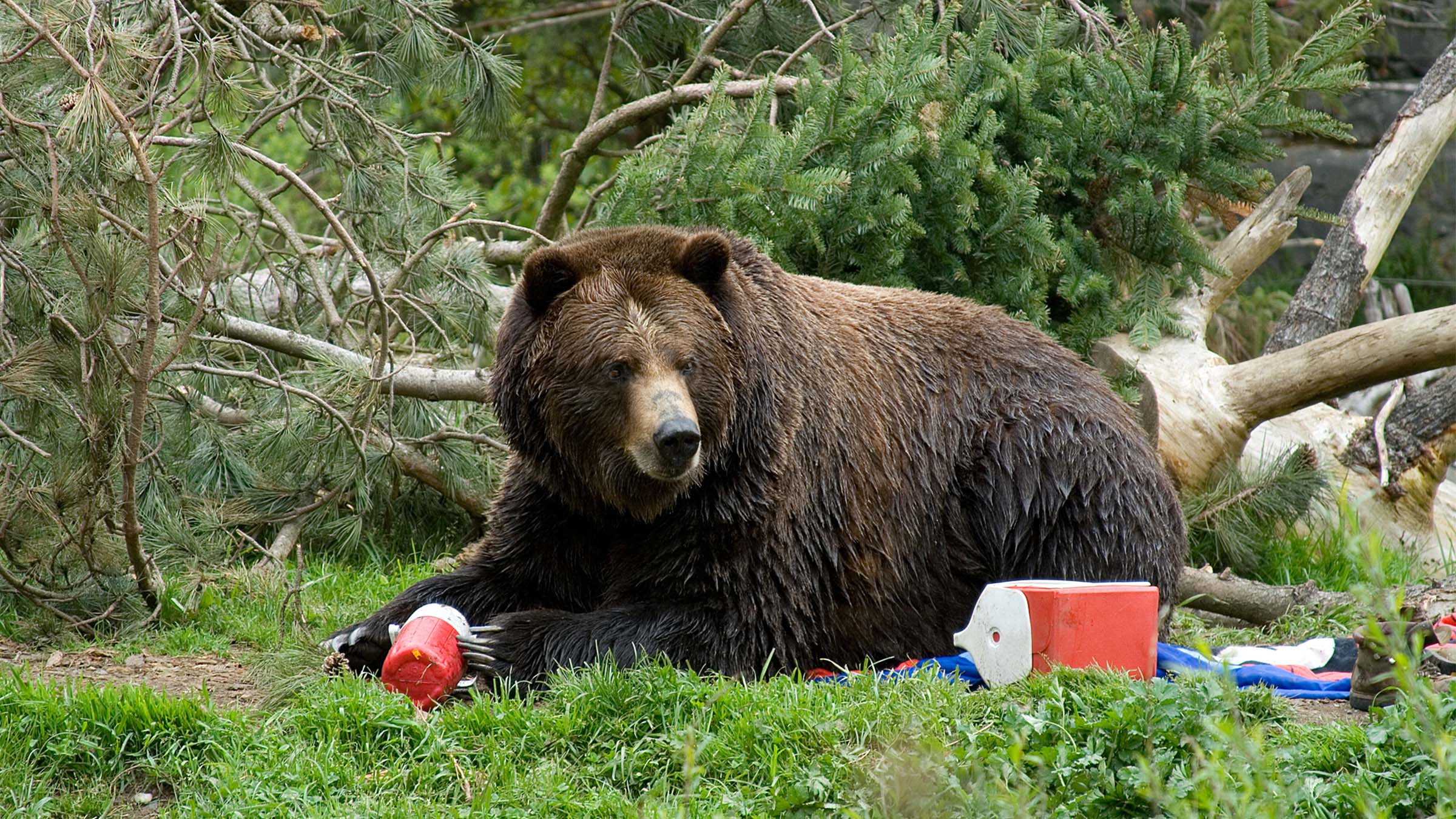 Bear canisters, Ursacks, or bear bags on the Appalachian Trail? - The Trek