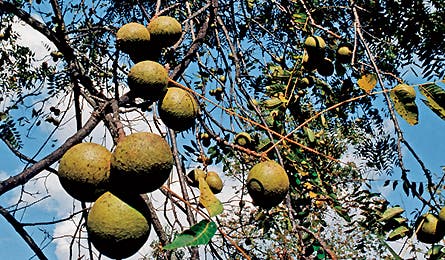 Blackwalnut 1007 445x260.jpg 10131 Backpacker_Magazine_black_walnut