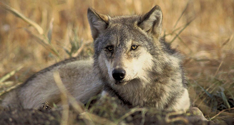 "wolves return to California"