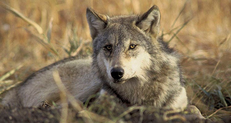 Wolves in Massachusetts, Wolverines in California