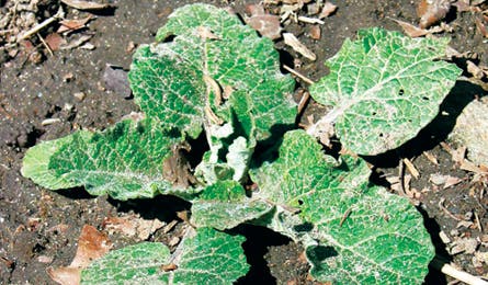 Backpacker_Magazine_Burdock