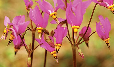 rogueriver_0508_jerrypavia_445x260 None