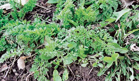 Wildcarrot 0408 Stevebrill 445x260.jpg 10699 Backpacker_Magazine_Wild_Carrot