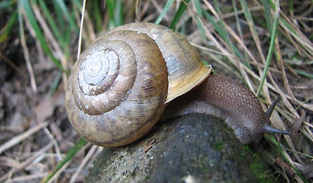 At Nature 10 11863 at nature 10