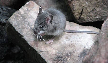 At Nature 13 11866 at nature 13