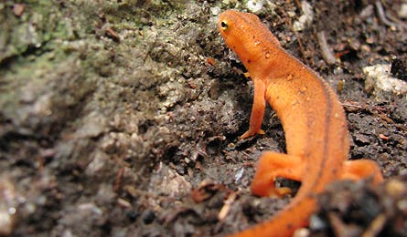 At Nature 14 11867 at nature 14