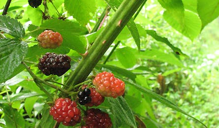 At Nature 15 11868 at nature 15