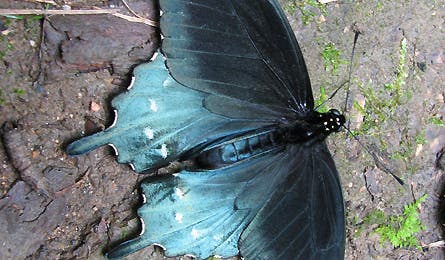 At Nature 16 11869 at nature 16