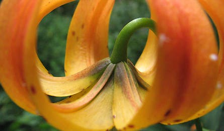 At Nature 17 11870 at nature 17