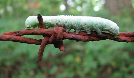 At Nature 20 11872 at nature 20