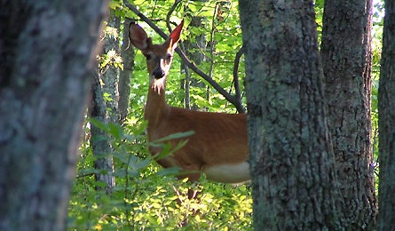 At Nature 5 11858 at nature 5