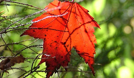 At Nature 9 11862 at nature 9