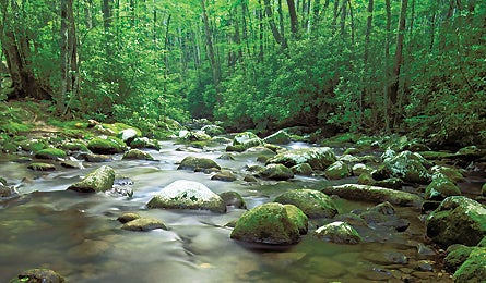 Smokies3 445x260 11711 smokies3_445x260
