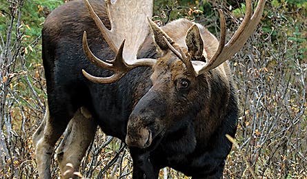 moose
