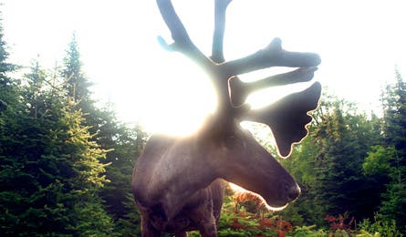 Caribou1 445x260 12392 caribou1_445x260