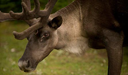 Caribou3 445x260 12394 caribou3_445x260