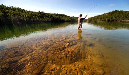 Caribou4 445x260 12395 caribou4_445x260