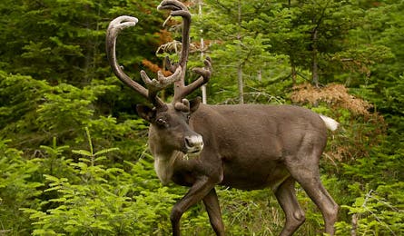 Caribou6 445x260 12397 caribou6_445x260