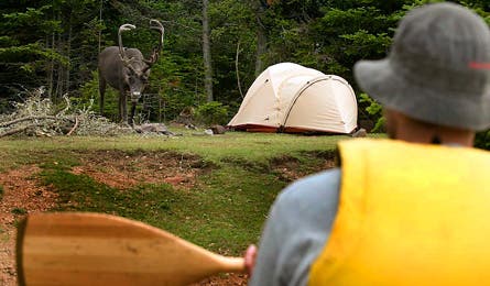 Caribou9 445x260 12400 caribou9_445x260