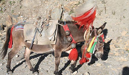 0109 2annapurna7 445x260 12788 0109_2annapurna7_445x260