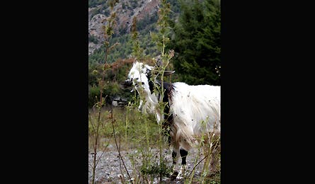 0109_annapurna6_445x260