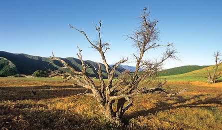 0109_bestdamnsanrafaeltree_445x260