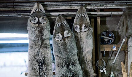 0109 Dogsofwar7 445x260 12675 0109_dogsofwar7_445x260