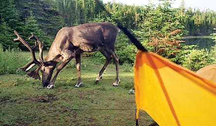 0109 Reindeergames2 445x260 12663 0109_reindeergames2_445x260