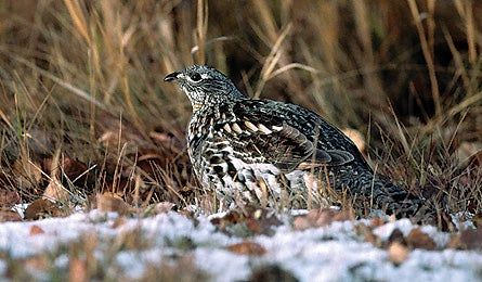 0109 Seemorewintbirdsgrouse 445x260 12594 0109_seemorewintbirdsgrouse_445x260