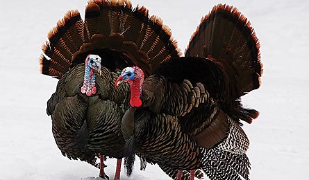 0109 Seemorewintbirdsturkey 445x260 12593 0109_seemorewintbirdsturkey_445x260