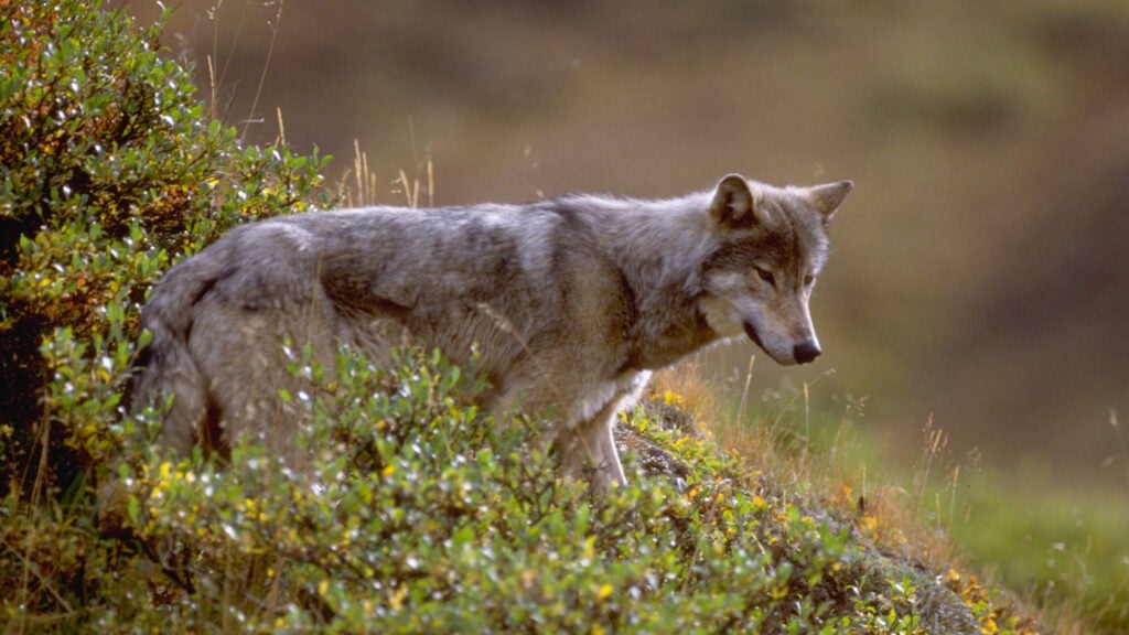 NextImg:Colorado Just Jumped its Last Major Hurdle to Reintroducing Wolves