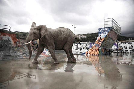 User-Contributed Media 12915 None