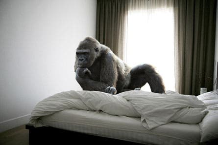 User-Contributed Media 12928 None