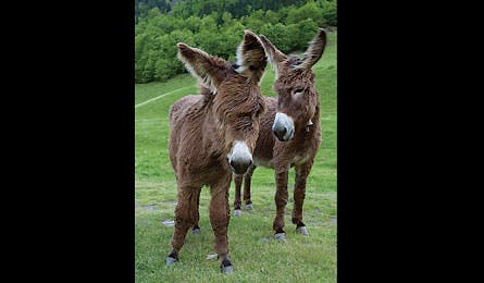 March 2009 France Native Donkeys 16077 France, Trekking, Pyrenees