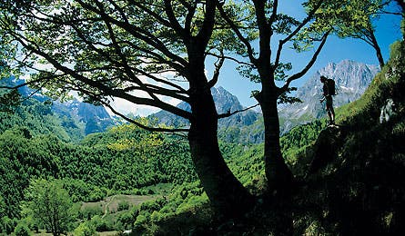 March 2009 France Tree View 16079 France, Pyrenees, Trekking