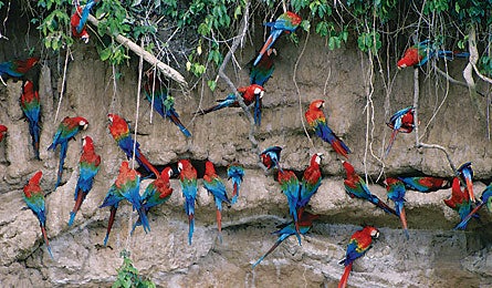 "biodiversity, amazon, peru, manu national park, michael fogden, patricia fogden"