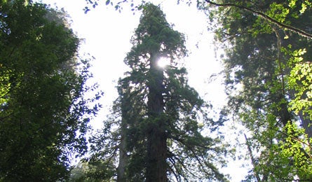 "Redwood National Forest, California, Tallest Tree"