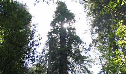 Wilderness Wonders: Tallest Tree