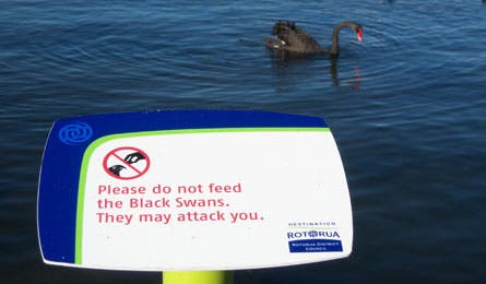 new zealand black swans sign
