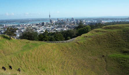 new zealand cows in crater